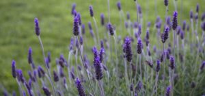 Lavanda Sedante natural