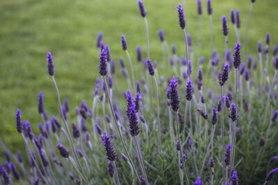 Lavanda Sedante natural