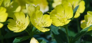 planta medicinal onagra