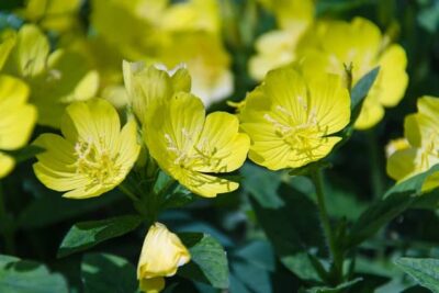 planta medicinal onagra