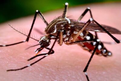 Casos de Dengue en Santo Domingo