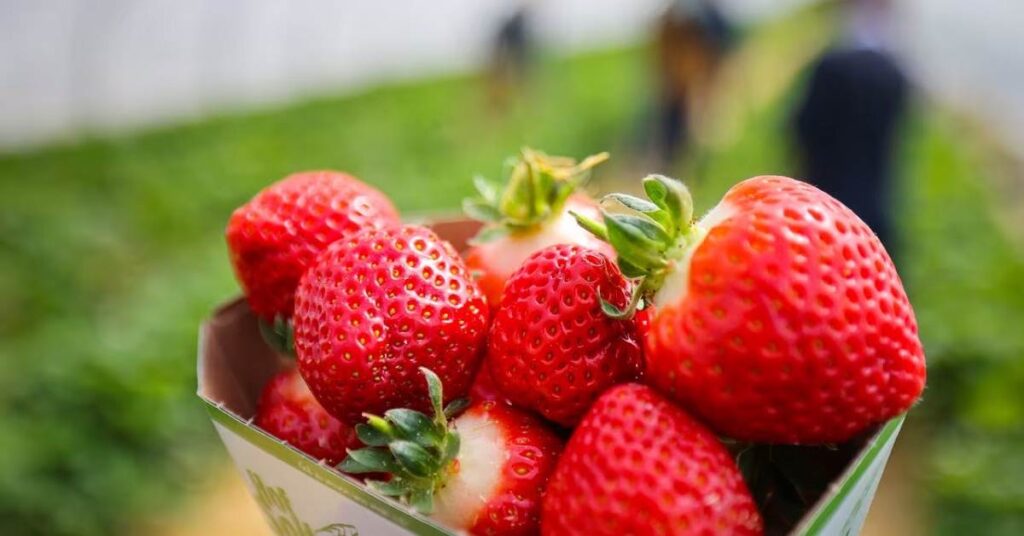 batido de frutas con leche